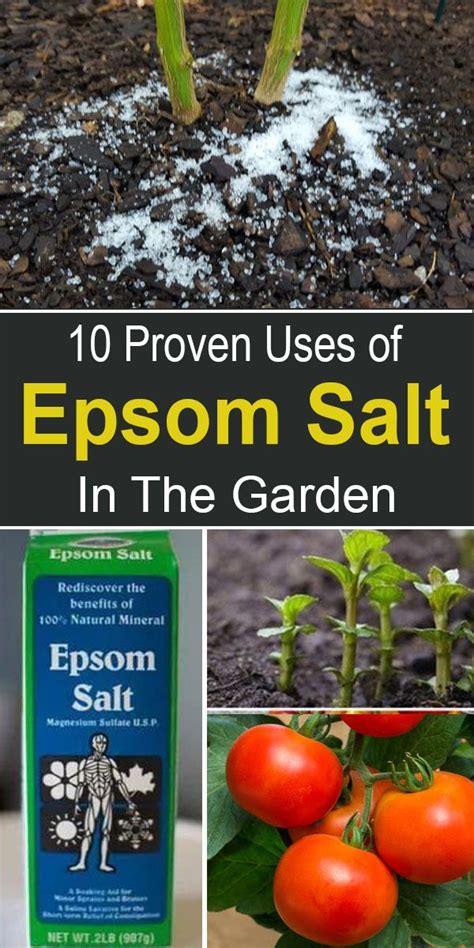 Epsom Salts In The Garden 10 Proven Usesepsom Garden Proven Salts