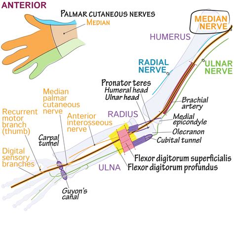 Gross Anatomy Glossary Upper Limb Median Nerve Ditki Medical