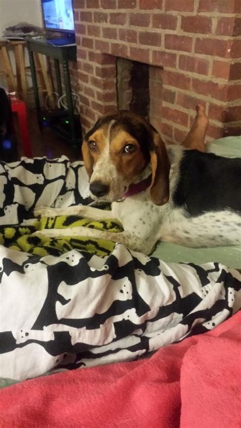 Lost Dog Have You Seen Sidney The Beaglebasset Hound Mix