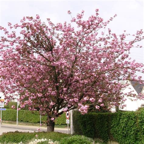 Cerisier Du Japon Kanzan Plantes Et Jardins