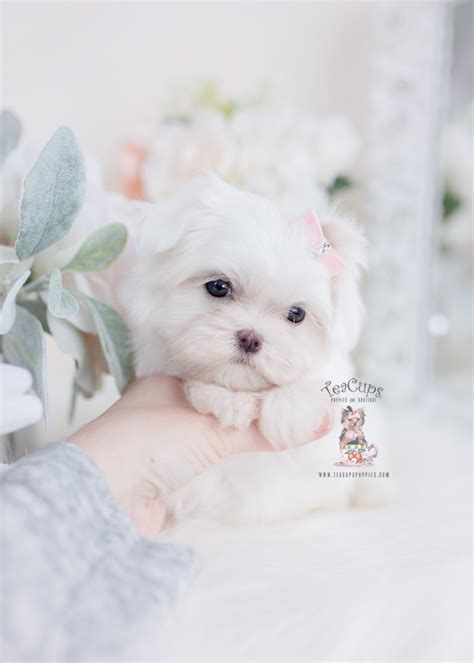 White Maltese Puppies Teacup Puppies And Boutique