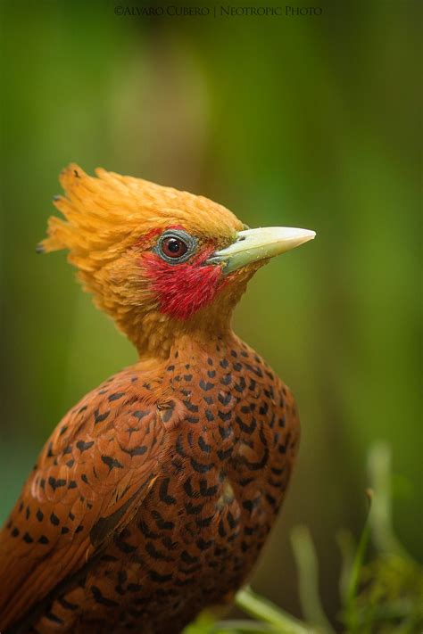 Beautiful Woodpecker Perched In The Costa Rican Rainforest Chesnut