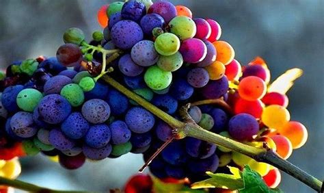 30 Rare Rainbow Grape Seeds Colorful Fruit Organic Grapevine Vine