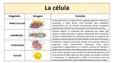 Elabora Un Cuadro Comparativo De Las Estructuras Básicas De La Célula