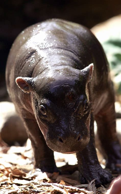 Meet Monifa An Adoro One Month Old Pygmy Hippopotamus Popsugar Pets