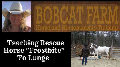 Teaching Rescue Horse Frostbite To Lunge Youtube