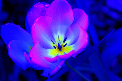 Beautiful Shinnyflowers High Resolution Images Desktop