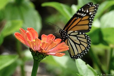 Monarch Butterfly Zinnia Elegans Copyright Kim Smith Kim Smith Films