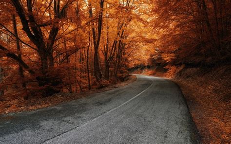 Download Wallpaper 1440x900 Trees Road Autumn Hd Background