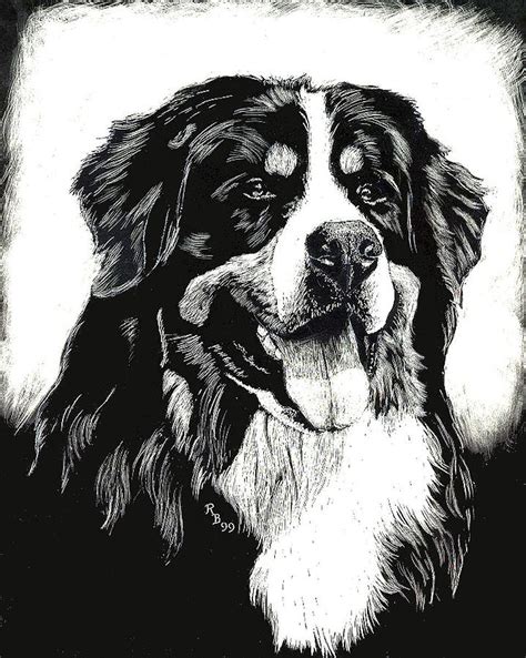 Bernese Mountain Dog Drawing By Rachel Bochnia Fine Art America