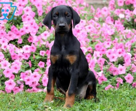 Doberman Pinscher Puppies For Sale Puppy Adoption Keystone Puppies
