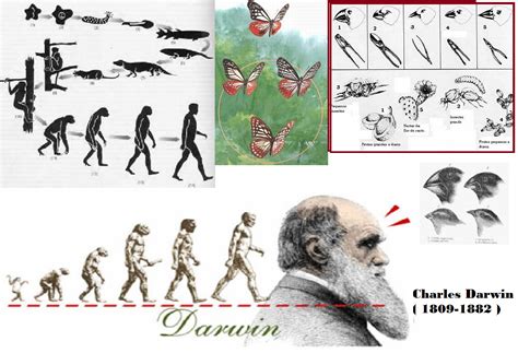 De Acordo Com A Teoria Proposta Por Darwin Askschool