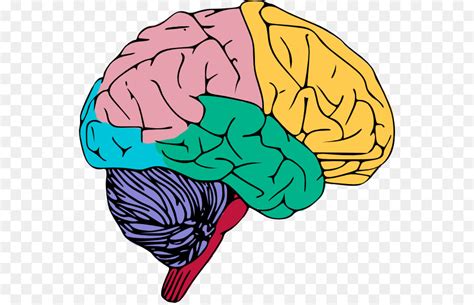 Brain Clipart Human Brain Brain Human Brain Transparent Free For