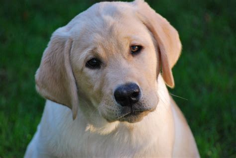Uptown puppies offers a free puppy finder service that connects responsible, ethical breeders with responsible, ethical buyers in oregon. Legacy Mountain AKC Yellow Lab Puppies