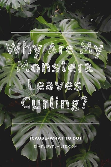 The leaves will stay in their juvenile form if grow in a terrarium or in a hanging basket. Why Are My Monstera Leaves Curling? (Cause+What To Do) in ...