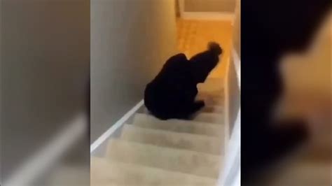 Funny Videos Of People Falling Down The Stairs Telegraph