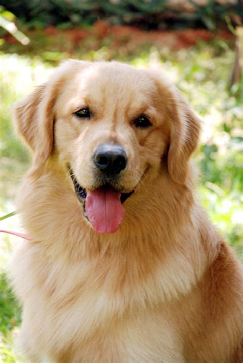 The golden retriever is consistently ranked among the top three dog breeds in the united states, according to akc registration statistics. Golden Retriever Puppies for Sale(Barath Kumar Ravi 1)(913 ...