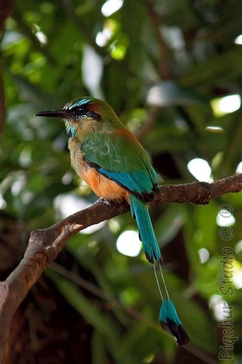 El Salvador National Animal Animalqf