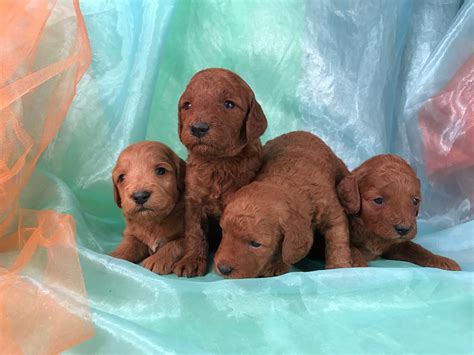 Mini Goldendoodle Breeder In Iowa With Dark Red Puppies Available