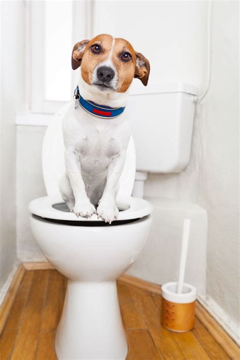 Signs Of Constipation In Dogs What To Look Out For I Love Veterinary