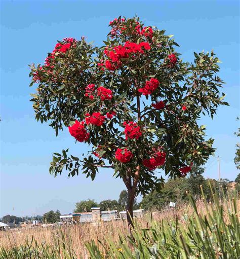 Red Flowering Gum Tree Corymbia Ficifolia Bees N Blooms