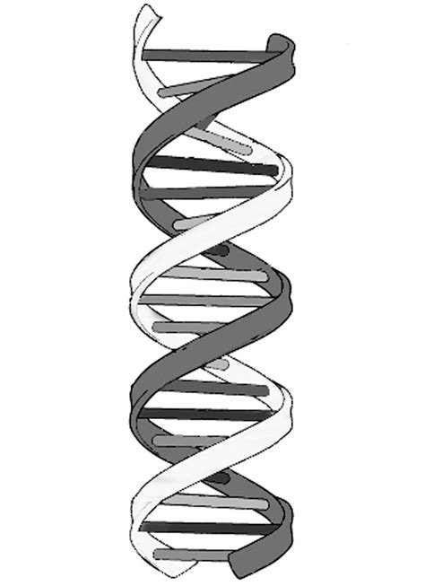 How To Draw Dna Molecule Have Severe Blogs Photo Gallery