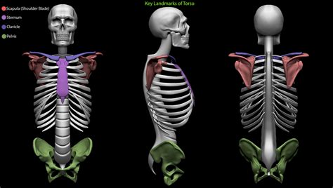 Torso Bone And Landmarks Human Skeleton Torso Human