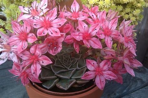 Flores de cactus y suculentas: preciosas imágenes | Plantas