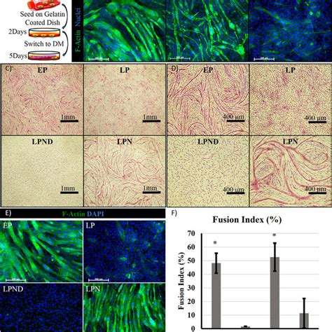 Nanogen sản xuất nguyên liệu dược và thành phẩm thuốc tiêm đặc trị từ công nghệ dna/ protein tái tổ hợp. Expression of NANOG in C2C12 myoblasts preserves cell ...