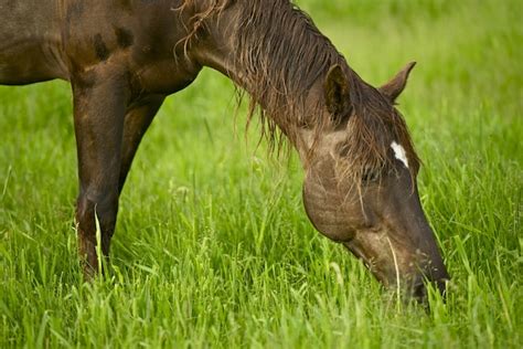 Horse Eating Grass Photo Free Download