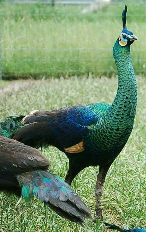 Pin By Who On 37 Beautiful Birds Peafowl Pretty Birds