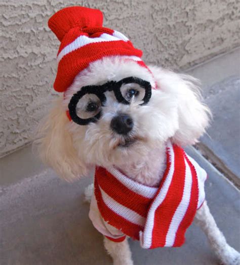 Shop for fortnite themed costumes in fortnite. Disguising Doggy Costumes : Where's Waldo dog costume