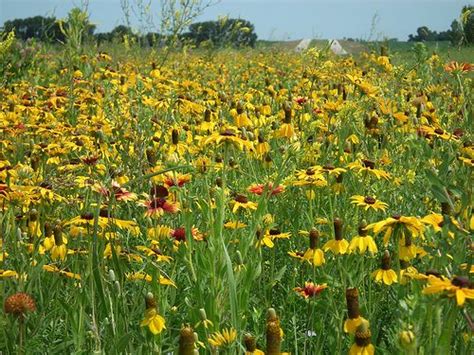 31 Best Tallgrass Prairie Plants Images On Pinterest