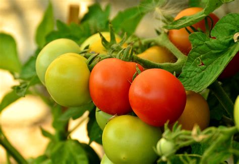 Gambar Buah Tomat Hijau Gambar Bagian Tumbuhan