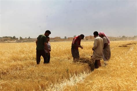 ضعف الإنتاج الزراعي في ناحية الشدادي وتأثيره على المزارعين صحيفة روناهي