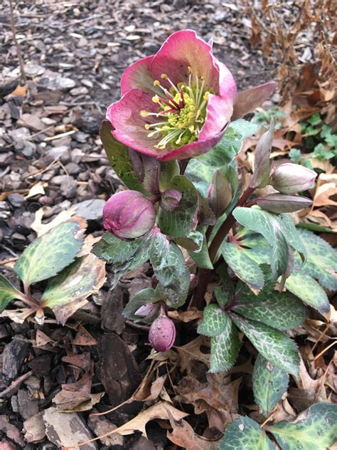 Hellebore A Beautiful Perennial Flowering Shade Plant That Doesnt