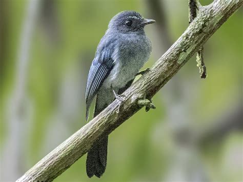 Visayan Blue Fantail Ebird