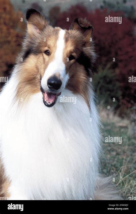 Lassie Come Home 1943 Hi Res Stock Photography And Images Alamy