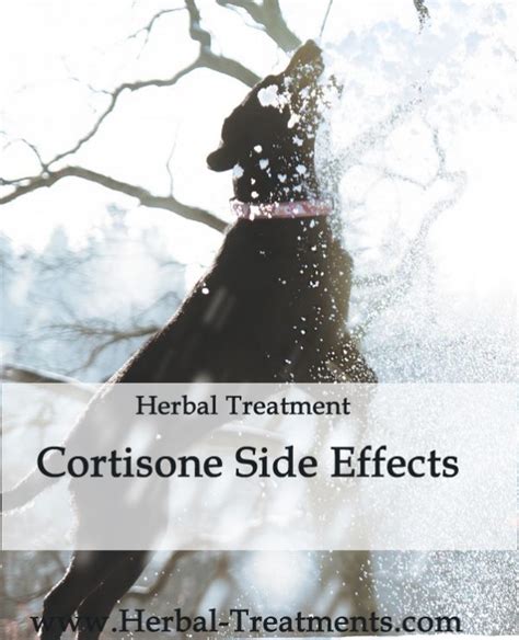 Cortisone Side Effects In Dogs Avnayt And Walthams Herbal Treatments