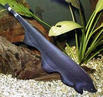 Black Ghost Knifefish Apteronotus Albifrons Tropical Fish Site