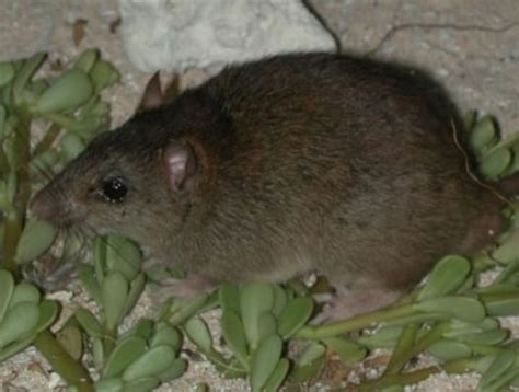 Australian Mammal Becomes First To Go Extinct Due To Climate Change Cnn