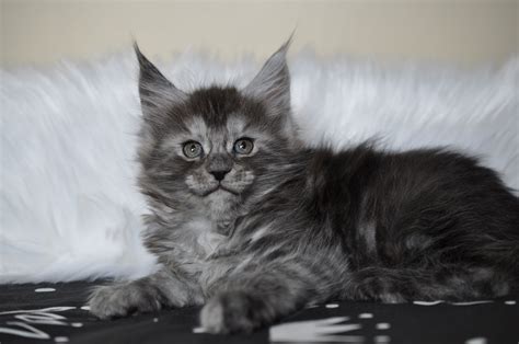 Navigate to the first search result item. Available Maine Coon Kittens for Sale - European Maine ...