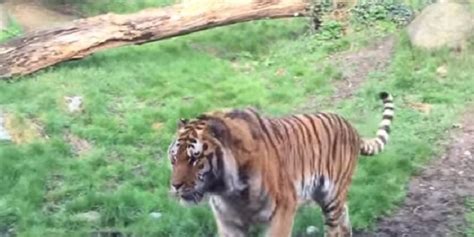 Tiger Fight In Dublin Zoo