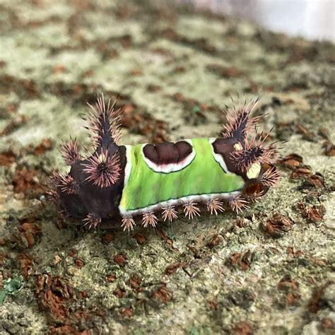 Maryland Biodiversity Project Saddleback Caterpillar Moth Acharia