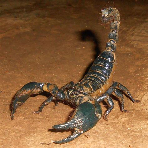 Giant Forest Scorpion Heterometrus Swammerdami Scorpion Image