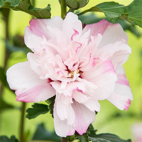 Spring Hill Nurseries Pink Flowering Peppermint Smoothie Althea