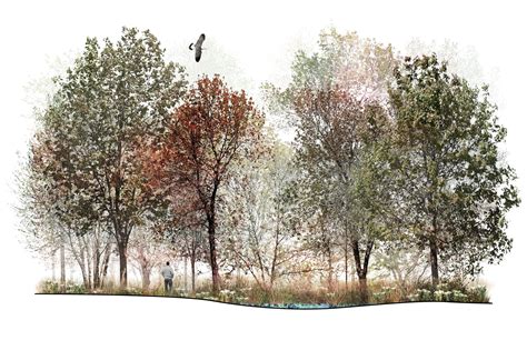 Raft Mature Coastal Forest Section Landscape Architecture Graphics