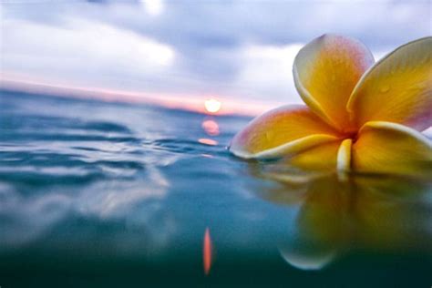Yellow Plumeria At Sunset Everything Tropical Pinterest Flowers