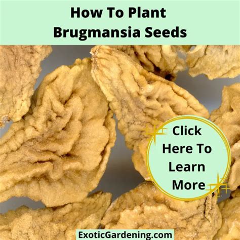 How To Plant Brugmansia Seeds Exotic Gardening