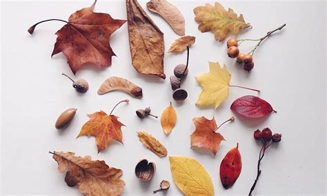 ТЕСТ: Умеешь ли ты различать осенние листья? — www.ellegirl.ru